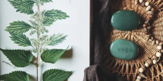 De taal van de plant